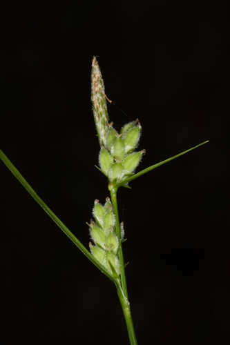 Carex dasycarpa #29